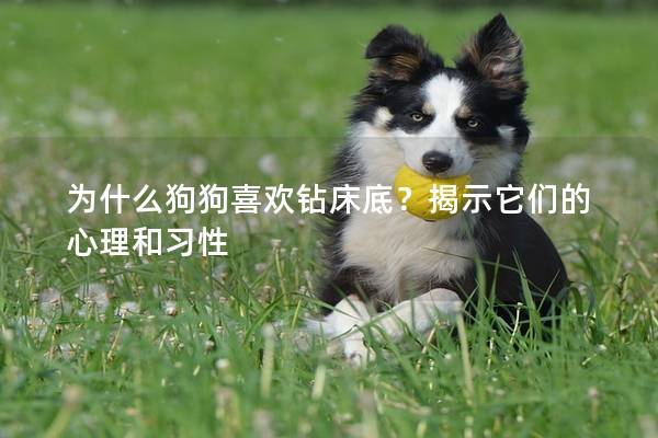 为什么狗狗喜欢钻床底？揭示它们的心理和习性