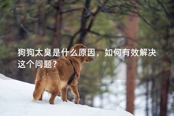 狗狗太臭是什么原因，如何有效解决这个问题？