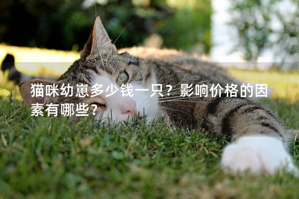 猫咪幼崽多少钱一只？影响价格的因素有哪些？