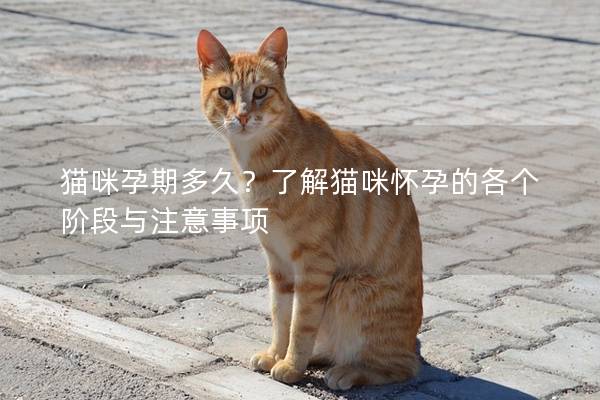 猫咪孕期多久？了解猫咪怀孕的各个阶段与注意事项