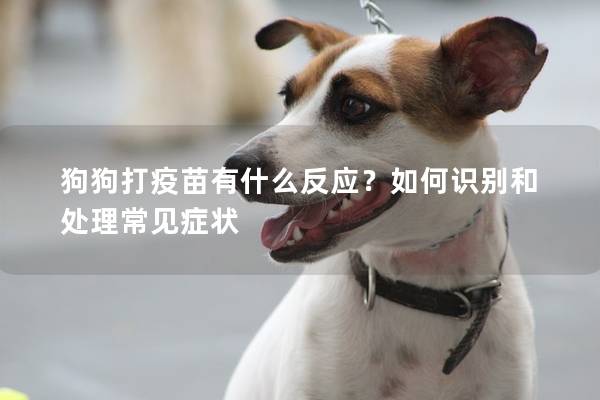 狗狗打疫苗有什么反应？如何识别和处理常见症状