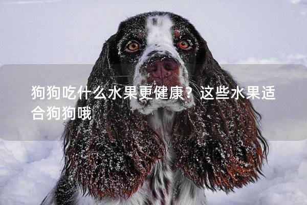 狗狗吃什么水果更健康？这些水果适合狗狗哦