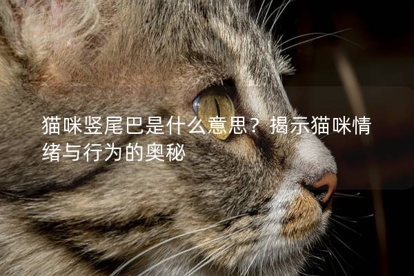 猫咪竖尾巴是什么意思？揭示猫咪情绪与行为的奥秘