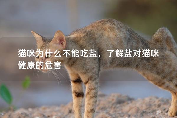 猫咪为什么不能吃盐，了解盐对猫咪健康的危害