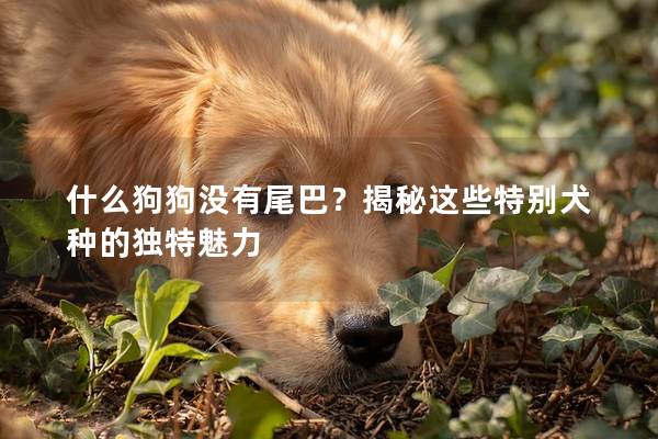 什么狗狗没有尾巴？揭秘这些特别犬种的独特魅力