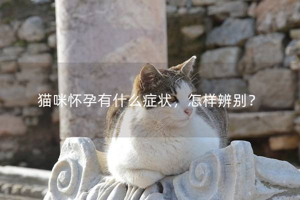 猫咪怀孕有什么症状，怎样辨别？