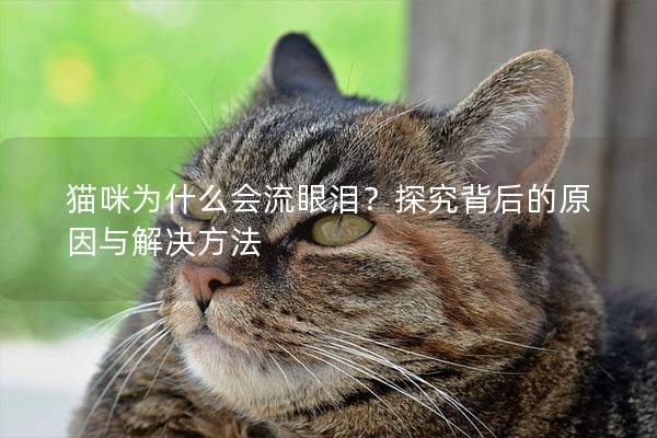 猫咪为什么会流眼泪？探究背后的原因与解决方法