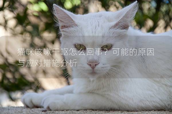 猫咪咳嗽干呕怎么回事？可能的原因与应对措施分析