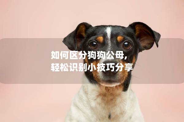 如何区分狗狗公母, 轻松识别小技巧分享