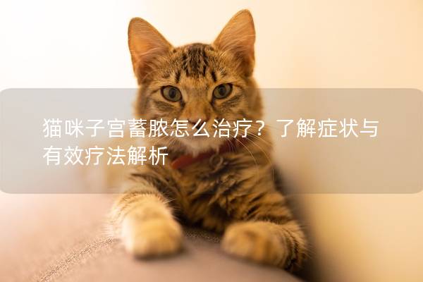 猫咪子宫蓄脓怎么治疗？了解症状与有效疗法解析