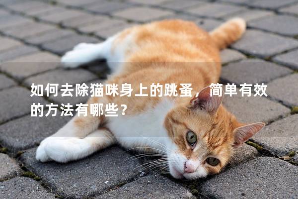 如何去除猫咪身上的跳蚤，简单有效的方法有哪些？