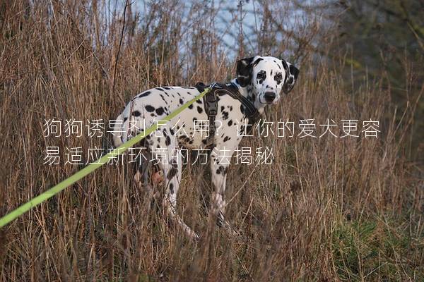 狗狗诱导剂怎么用？让你的爱犬更容易适应新环境的方法揭秘