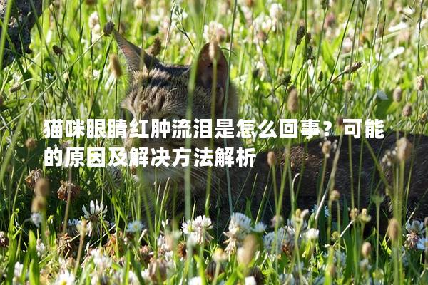 猫咪眼睛红肿流泪是怎么回事？可能的原因及解决方法解析