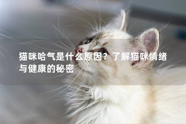 猫咪哈气是什么原因？了解猫咪情绪与健康的秘密