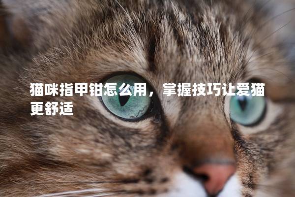 猫咪指甲钳怎么用，掌握技巧让爱猫更舒适