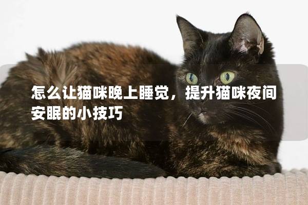 怎么让猫咪晚上睡觉，提升猫咪夜间安眠的小技巧