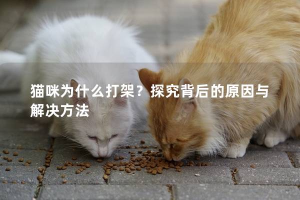 猫咪为什么打架？探究背后的原因与解决方法