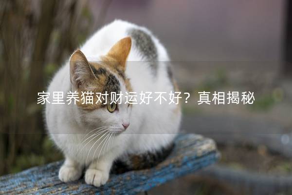 家里养猫对财运好不好？真相揭秘