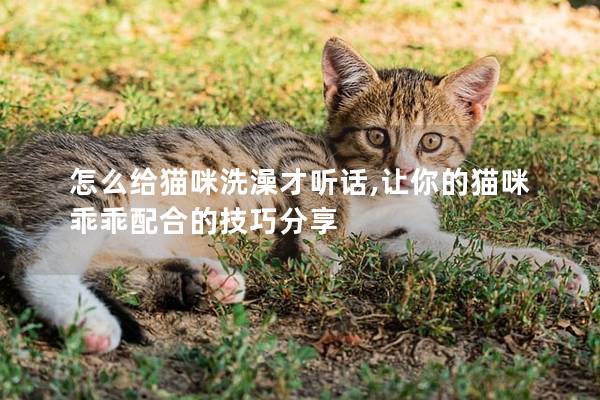 怎么给猫咪洗澡才听话,让你的猫咪乖乖配合的技巧分享