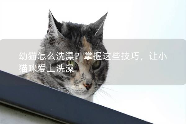 幼猫怎么洗澡？掌握这些技巧，让小猫咪爱上洗澡