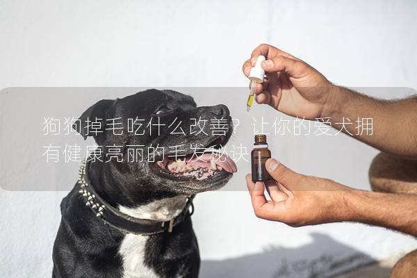 狗狗掉毛吃什么改善？让你的爱犬拥有健康亮丽的毛发秘诀