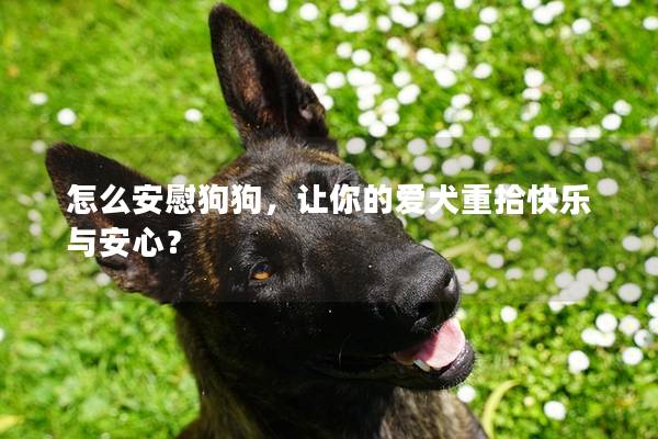 怎么安慰狗狗，让你的爱犬重拾快乐与安心？