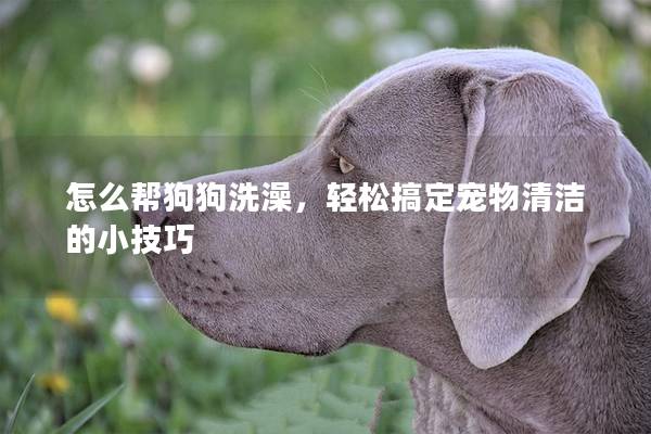 怎么帮狗狗洗澡，轻松搞定宠物清洁的小技巧