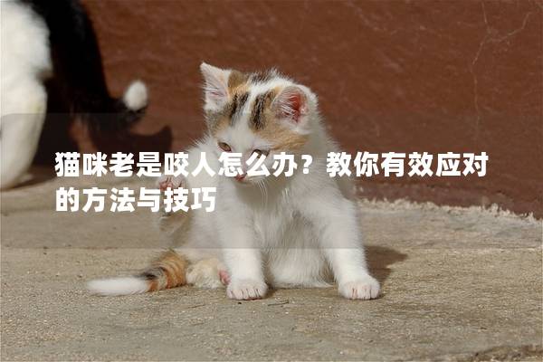 猫咪老是咬人怎么办？教你有效应对的方法与技巧