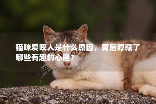 猫咪爱咬人是什么原因，背后隐藏了哪些有趣的心理？