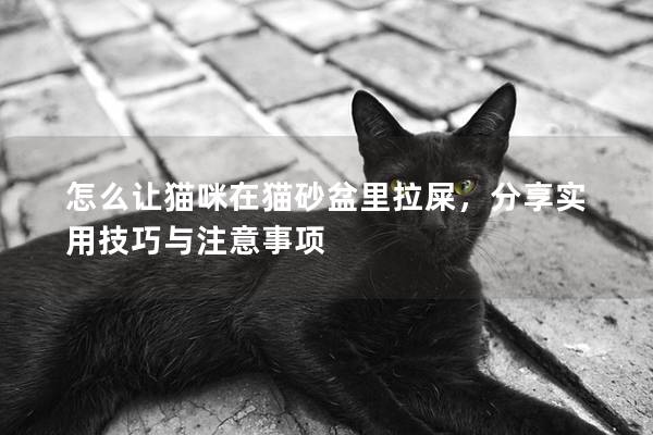 怎么让猫咪在猫砂盆里拉屎，分享实用技巧与注意事项