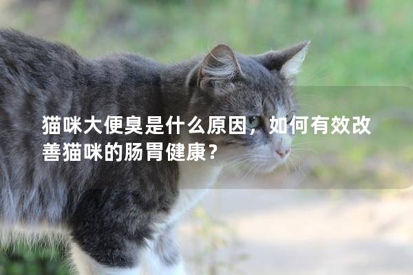 猫咪大便臭是什么原因，如何有效改善猫咪的肠胃健康？