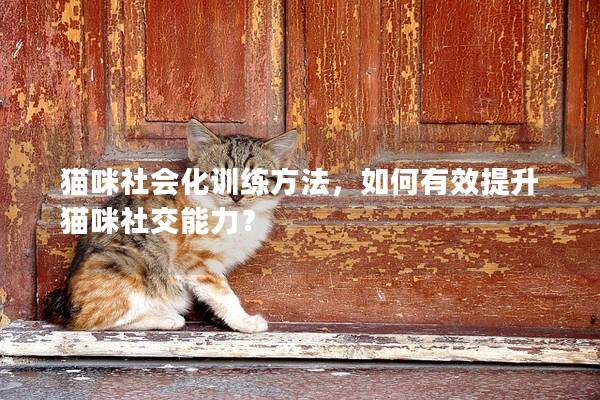 猫咪社会化训练方法，如何有效提升猫咪社交能力？