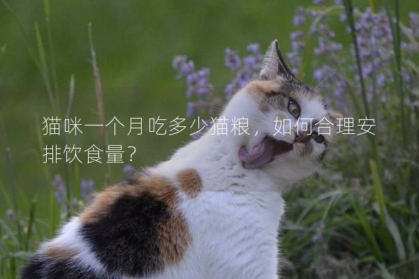 猫咪一个月吃多少猫粮，如何合理安排饮食量？