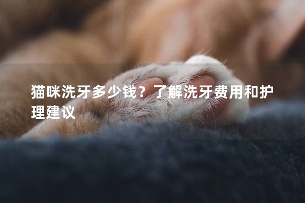 猫咪洗牙多少钱?了解洗牙费用和护理建议
