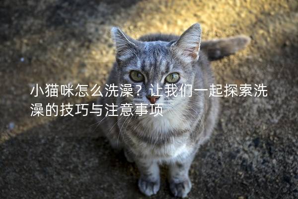 小猫咪怎么洗澡？让我们一起探索洗澡的技巧与注意事项