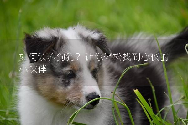 如何领养狗狗？让你轻松找到心仪的小伙伴