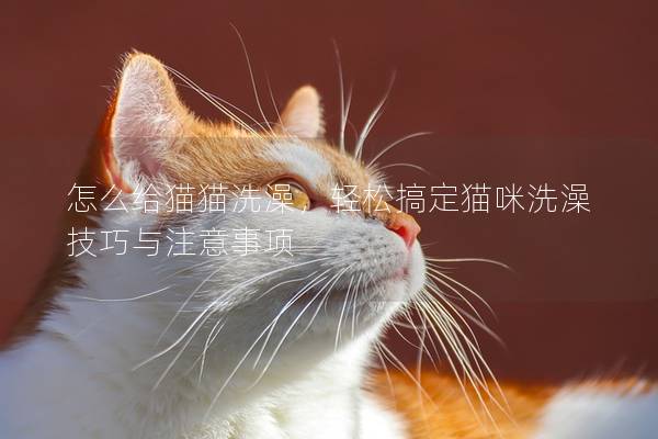 怎么给猫猫洗澡，轻松搞定猫咪洗澡技巧与注意事项