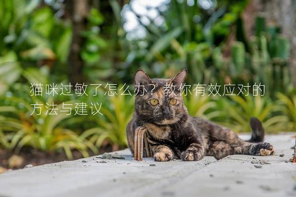 猫咪过敏了怎么办？教你有效应对的方法与建议