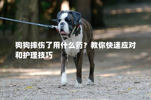 狗狗摔伤了用什么药？教你快速应对和护理技巧