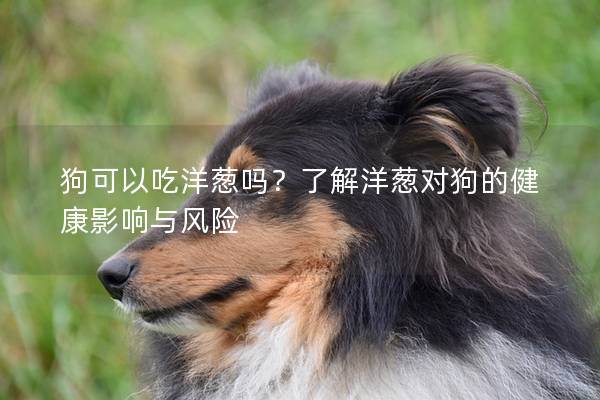 狗可以吃洋葱吗？了解洋葱对狗的健康影响与风险