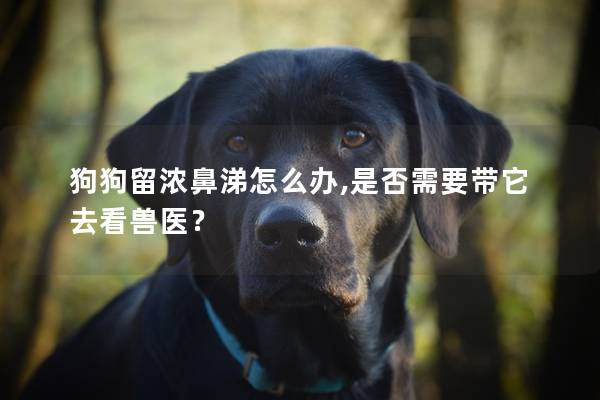 狗狗留浓鼻涕怎么办,是否需要带它去看兽医？