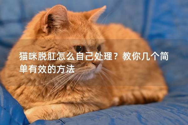 猫咪脱肛怎么自己处理？教你几个简单有效的方法