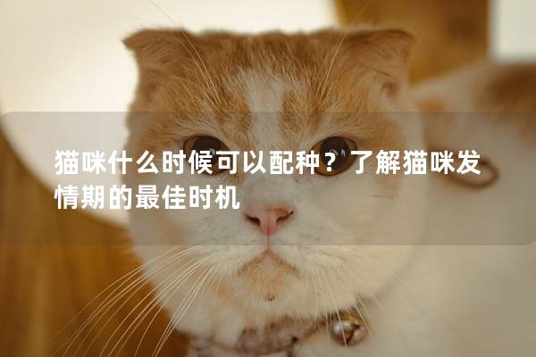 猫咪什么时候可以配种？了解猫咪发情期的最佳时机