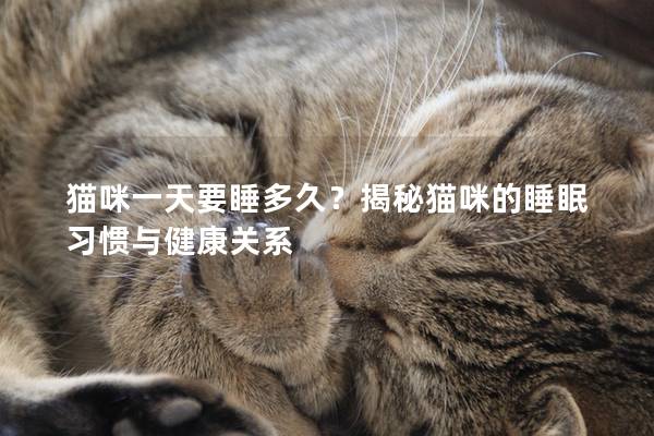 猫咪一天要睡多久？揭秘猫咪的睡眠习惯与健康关系