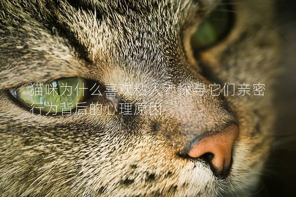 猫咪为什么喜欢粘人？探寻它们亲密行为背后的心理原因