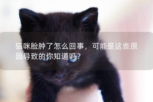 猫咪脸肿了怎么回事，可能是这些原因导致的你知道吗？