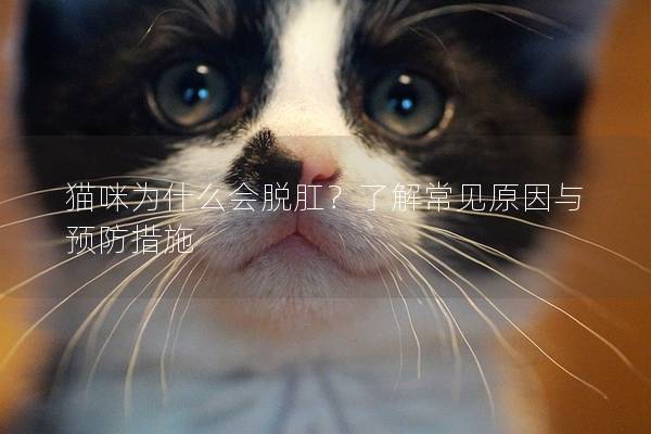 猫咪为什么会脱肛？了解常见原因与预防措施