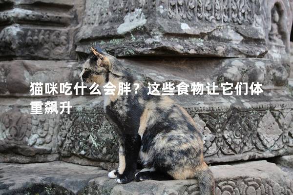 猫咪吃什么会胖？这些食物让它们体重飙升