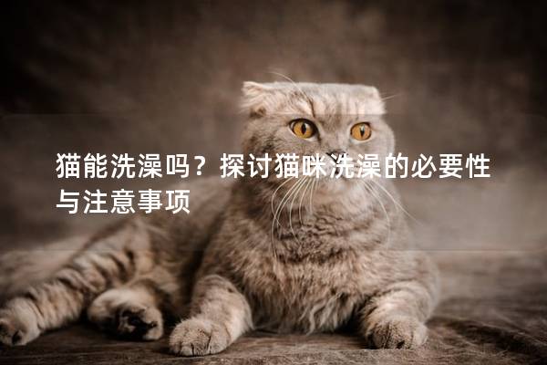 猫能洗澡吗？探讨猫咪洗澡的必要性与注意事项