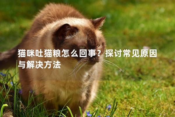 猫咪吐猫粮怎么回事？探讨常见原因与解决方法